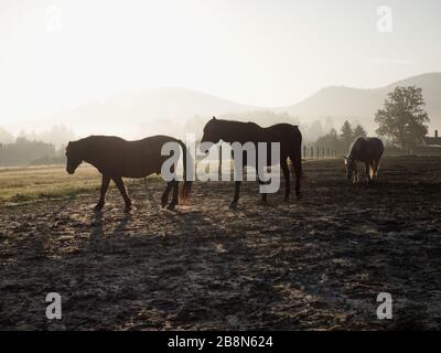 Cheval brun au premier plan. Lever de soleil Misty sur le terrain avec une ambiance idyllique Banque D'Images