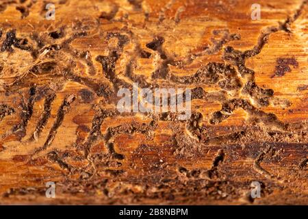 Tunnels de vers à bois de conifères. Pin infesté par des coléoptères d'écorce. Fond sombre. Banque D'Images