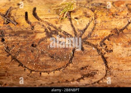 Tunnels de vers à bois de conifères. Pin infesté par des coléoptères d'écorce. Fond sombre. Banque D'Images