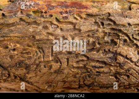 Tunnels de vers à bois de conifères. Pin infesté par des coléoptères d'écorce. Fond sombre. Banque D'Images