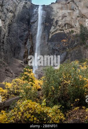 Longue exposition des chutes de Yosemite Bridalveil de la vallée, en automne, avec des feuilles de raisin jaunes, Californie, États-Unis Banque D'Images