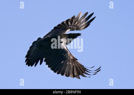 Raven décollage et vol Banque D'Images