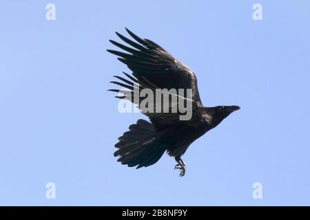 Raven décollage et vol Banque D'Images