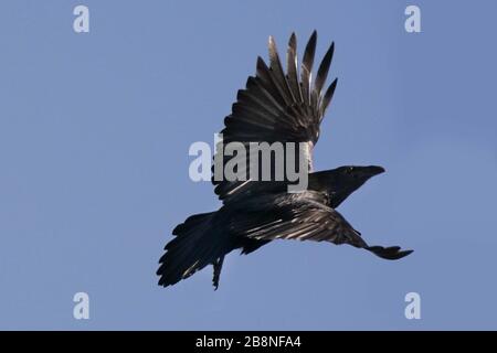 Raven décollage et vol Banque D'Images