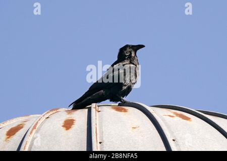 Raven décollage et vol Banque D'Images