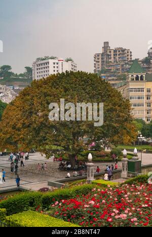 Chongqing, Chine - 9 mai 2010 : centre-ville. Portrair de la place des peuples avec grand arbre et jardins de fleurs rouges. Il y a plein de gens et de hauts de la hauteur du bu Banque D'Images