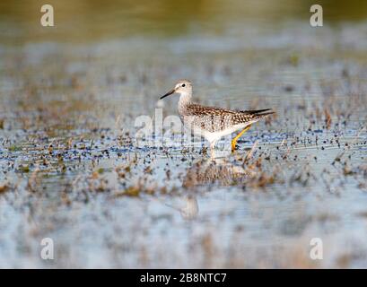 Petit Chevalier (Tringa flavipes) sur le bord de l'alimentation, des milieux humides de la plage Cherry Hill, Nouvelle-Écosse, Canada Banque D'Images