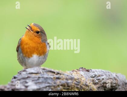Le robin européen (erithacus rubecula) sur le bois de charpette, Royaume-Uni Banque D'Images