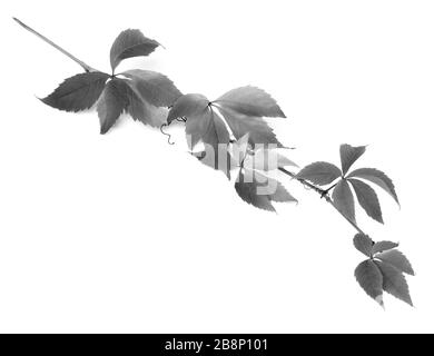 Branche de feuilles de raisin (Parthenocissus quinquefolia feuillage). Isolé sur fond blanc. Image en noir et blanc. Banque D'Images