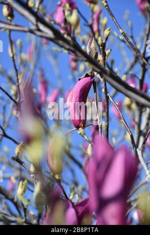 De minuscules bourgeons magnolia sur des brindilles minces avec des bourgeons de feuilles Banque D'Images