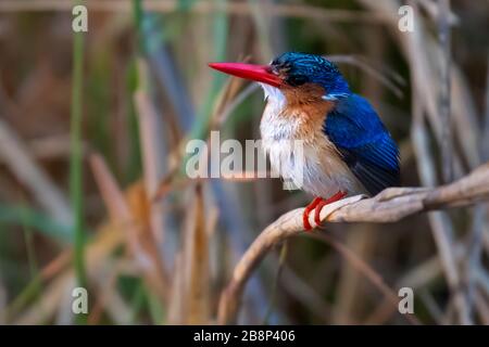 Malachite King Fisher Banque D'Images