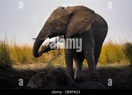 Boue d'éléphant Banque D'Images