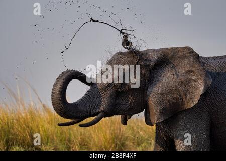 boue d'éléphant Banque D'Images