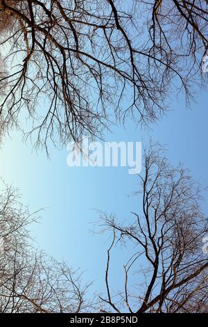 Tress sans feuilles dans le ciel bleu fond hiver saison haute qualité 50 mégapixels tirages Banque D'Images