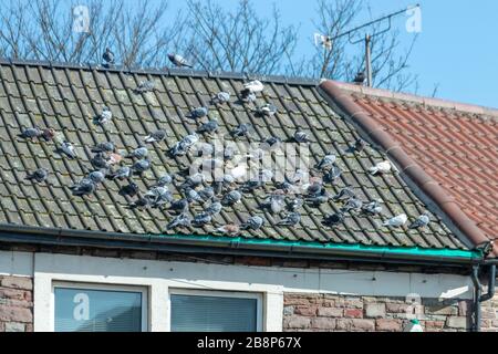 une vue rapprochée des pigeans s'échauffement eux-mêmes sur un toit en tuiles d'argile Banque D'Images