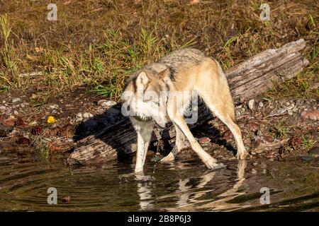 Wolf en bois à une prise d'eau à Triple D au Montana Banque D'Images