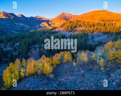 Vue aérienne des bosquets de trembles d'automne dans le col de Sonora, dans les montagnes de la Sierra Nevada, en Californie. Banque D'Images