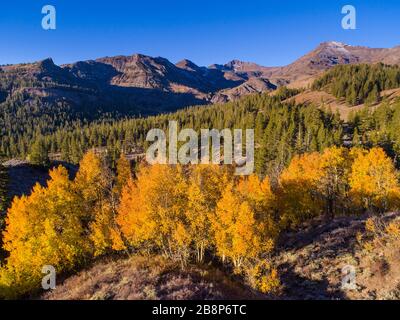 Vue aérienne des bosquets de trembles d'automne dans le col de Sonora, dans les montagnes de la Sierra Nevada, en Californie. Banque D'Images