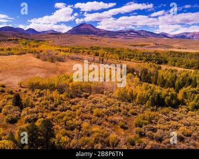 Tombez sur les bosquets de plume sur Conway Summit, Sierra Nevada Mountains, Californie Banque D'Images