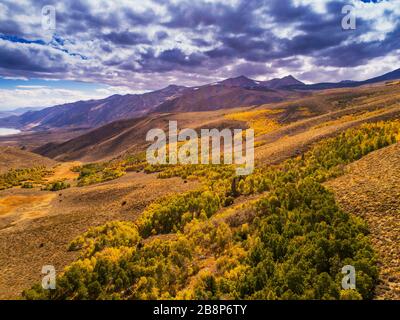 Tombez sur les bosquets de plume sur Conway Summit, Sierra Nevada Mountains, Californie Banque D'Images