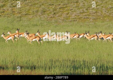 Springboks (Antidorcas marsupialis), troupeau, dans le lit de rivière Aob herbacé, Kgalagadi TransFrontier Park, Northern Cape, Afrique du Sud, Afrique Banque D'Images