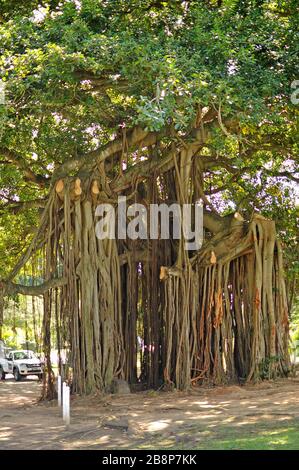 Banyan Tree dans le jardin botanique.les arbres Banyan envoient leurs racines de leurs branches au sol, ce qui leur permet de se propager latéralement sur de longues distances. Banque D'Images