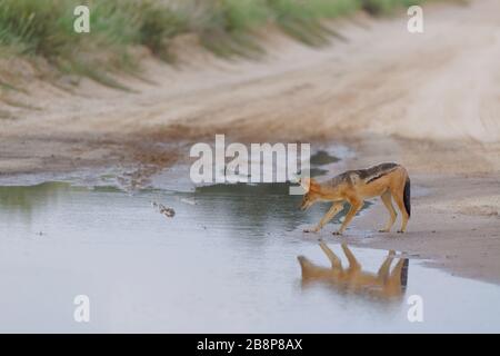 Chacal à dos noir (Canis mesomelas), sur une route de terre, prêt à boire de l'eau de pluie d'une flaque, à la fin de la journée, Kgalagadi TransFrontier Park, Afrique du Sud Banque D'Images