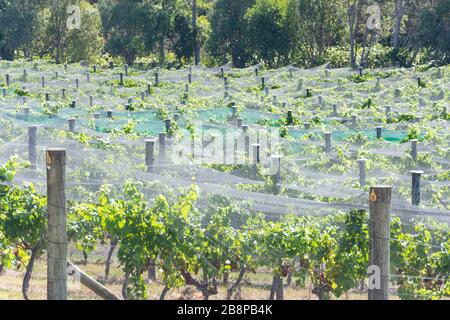 Rangées de vignes à Cable Bay Vineyards and Restaurant, Nick Johnstone Drive, Oneroa, Waiheke Island, Hauraki Gulf, Auckland, Nouvelle-Zélande Banque D'Images