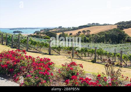 Rangées de vignes à Cable Bay Vineyards and Restaurant, Nick Johnstone Drive, Oneroa, Waiheke Island, Hauraki Gulf, Auckland, Nouvelle-Zélande Banque D'Images