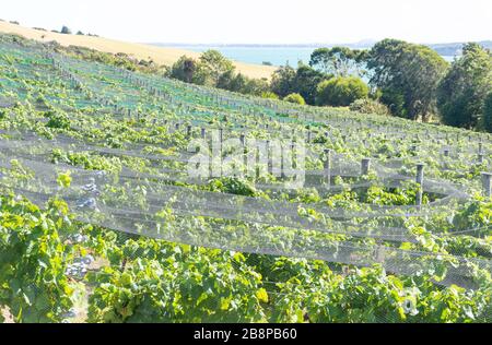 Rangées de vignes à Cable Bay Vineyards and Restaurant, Nick Johnstone Drive, Oneroa, Waiheke Island, Hauraki Gulf, Auckland, Nouvelle-Zélande Banque D'Images