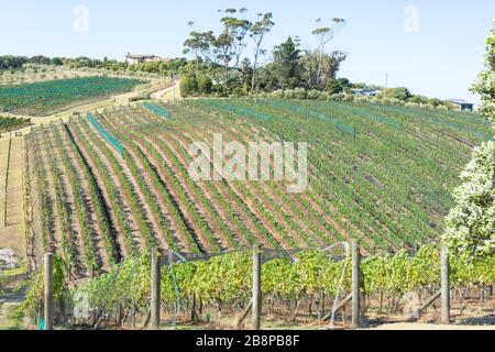 Rangées de vignes à Cable Bay Vineyards and Restaurant, Nick Johnstone Drive, Oneroa, Waiheke Island, Hauraki Gulf, Auckland, Nouvelle-Zélande Banque D'Images