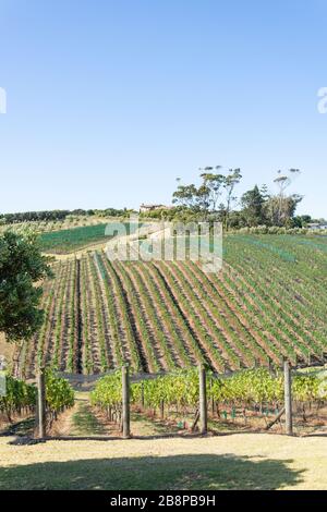 Rangées de vignes à Cable Bay Vineyards and Restaurant, Nick Johnstone Drive, Oneroa, Waiheke Island, Hauraki Gulf, Auckland, Nouvelle-Zélande Banque D'Images