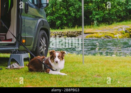 voyage avec animal de compagnie. Happy Brown Dog Border Collie voyage en voiture. Border le chien Collie assis près du camping de voiture sur l'herbe près de la rivière de montagne en norvège. Vacances Banque D'Images
