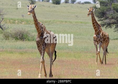 Girafes sud-africaines (Giraffa camelopardalis giraffa), deux adultes, marchant dans l'herbe, Kgalagadi TransFrontier Park, Northern Cape, Afrique du Sud Banque D'Images