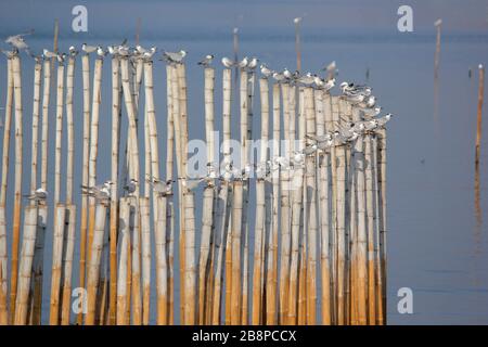 groupe d'oiseaux mouettes sur le bambou Banque D'Images