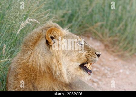 Lion noir (Panthera leo vernayi), homme adulte couché, sur le bord de la route, agressif, Kgalagadi TransFrontier Park, Northern Cape, Afrique du Sud Banque D'Images