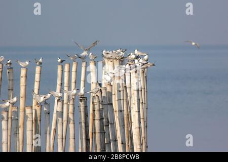 groupe d'oiseaux mouettes sur le bambou Banque D'Images