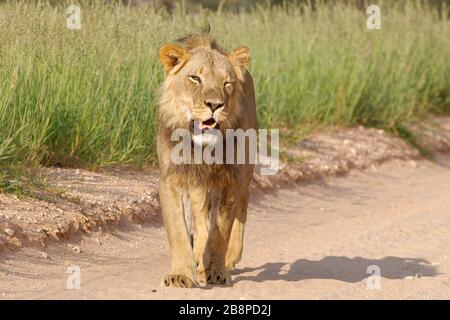 Lion noir (Panthera leo vernayi), homme adulte, marchant le long d'une route de terre, Kgalagadi TransFrontier Park, Northern Cape, Afrique du Sud, Afrique Banque D'Images