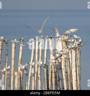 groupe d'oiseaux mouettes sur le bambou Banque D'Images