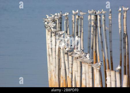 groupe d'oiseaux mouettes sur le bambou Banque D'Images