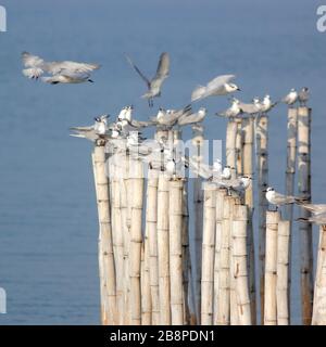 groupe d'oiseaux mouettes sur le bambou Banque D'Images