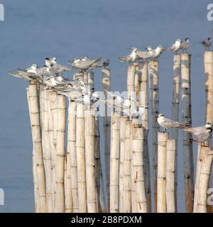 groupe d'oiseaux mouettes sur le bambou Banque D'Images