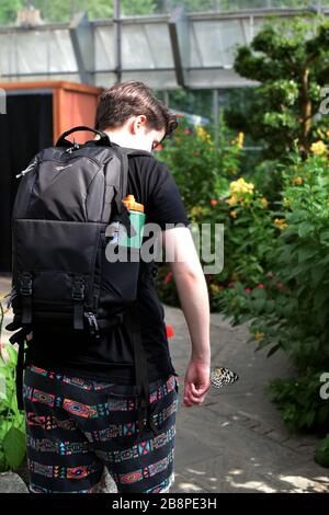 Terres de papillons à queue jaune et noire à la main de la jeune personne dans un jardin de papillons pendant le printemps Banque D'Images