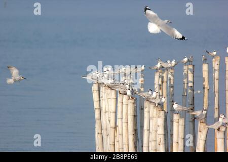 groupe d'oiseaux mouettes sur le bambou Banque D'Images