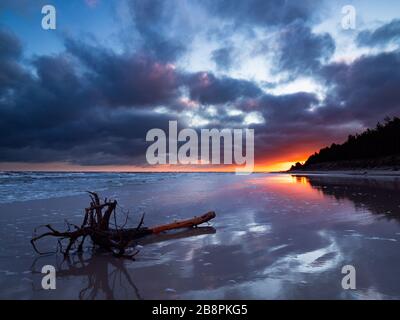 Lever du soleil à l'estuaire de la rivière Piasnica, Pologne, Debki. Ciel spectaculaire et racine d'arbre ancienne au premier plan. Banque D'Images