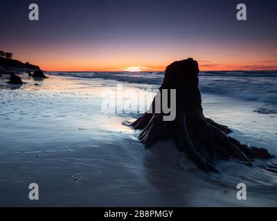 Des troncs morts et des arbres découverts par la mer au coucher du soleil. Czolpino, mer Baltique, Pologne. Photographie en exposition longue. Banque D'Images