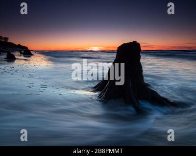 Des troncs morts et des arbres découverts par la mer au coucher du soleil. Czolpino, mer Baltique, Pologne. Photographie en exposition longue. Banque D'Images