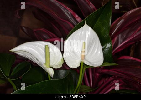 Spectaculaire blanc craie et spadix & feuilles vert foncé de Anthurium andréanum, plante tropicale / intérieure contre fond de feuillage rouge de cordyline Banque D'Images