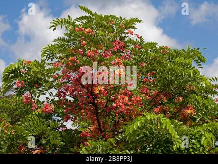 Rare Rainbow douche arbre, Cassia fistule x javanica, avec des masses de fleurs roses profondes et le feuillage vert vif contre fond de ciel bleu Banque D'Images