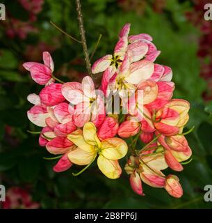 Cluster de superbes fleurs roses et jaunes de l'arbre de douche Rainbow rare, Cassia fistule x javanica, contre fond de feuillage vert Banque D'Images